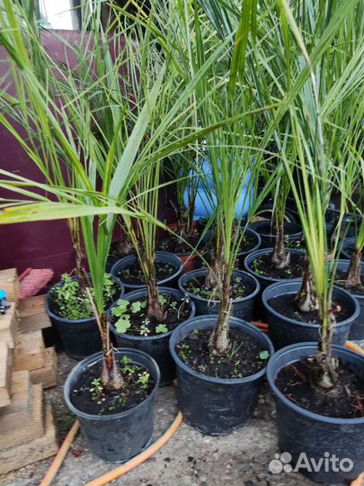 Пальма Бутия, сабаль,хамеропс, финик