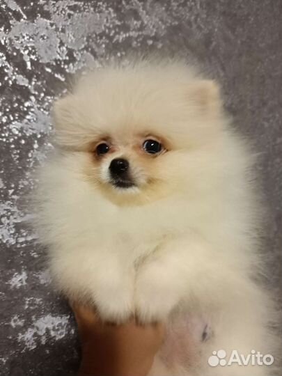 Щенки шпица