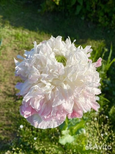 Семена однолетнего мака