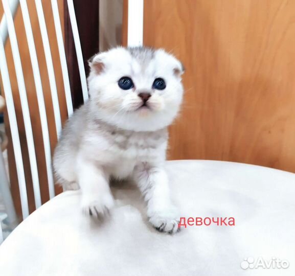 Шотландские котята