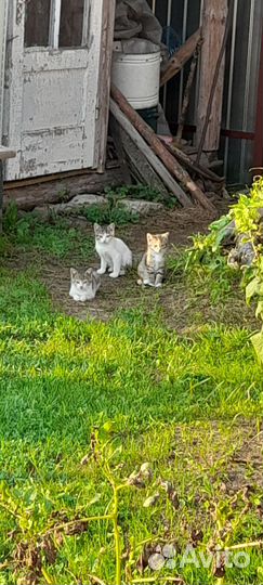 Кошки и котята