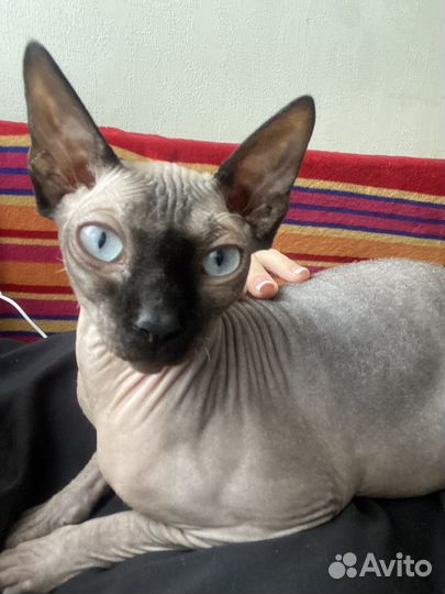 Вязка (Кошечка ждет своего жениха)