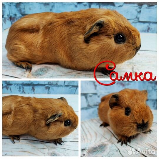 Морские свинки Разных пород из питомника(самки)