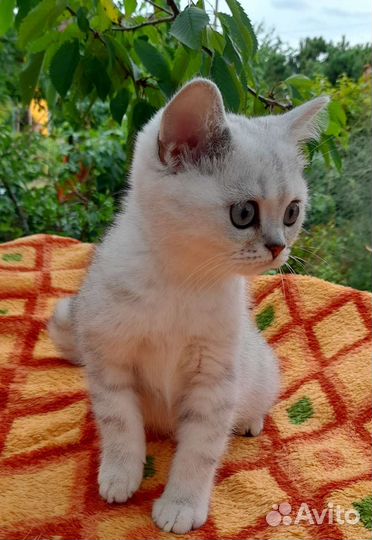 Шотландские котята