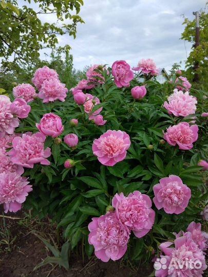 Пионы (куст с корнем)