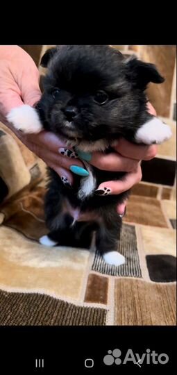 Щенки помчи, 2 мальчика