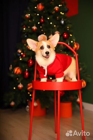 Вельш-корги пемброк