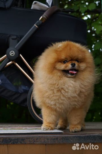 Померанский шпиц вязка