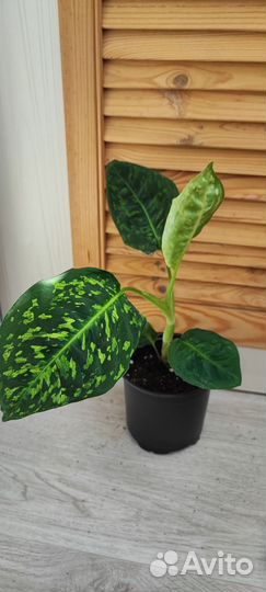 Диффенбахия рефлектор