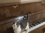 Кот продаёт пианино