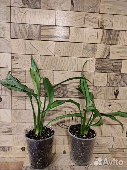 Аглаонема кутлас