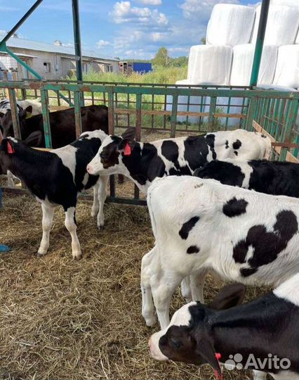 Бычки телята