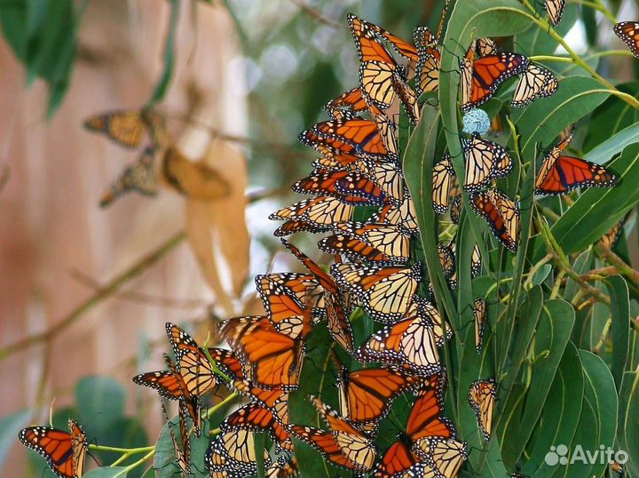 Свадебный Салют из Тропических Бабочек с/б-50
