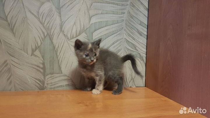 Кошки бесплатно