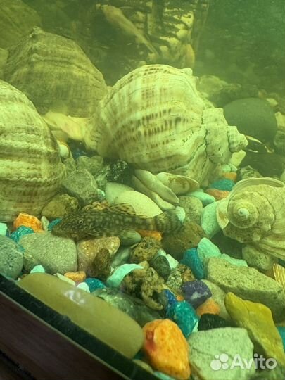 Сомики анциструсы