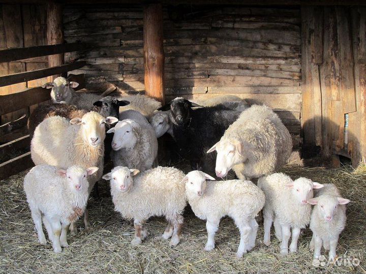 Овцы бараны ягнята