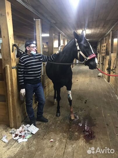 Ветеринарный врач на дом 24/7