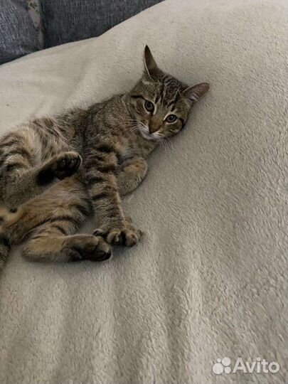 Котята бесплатно