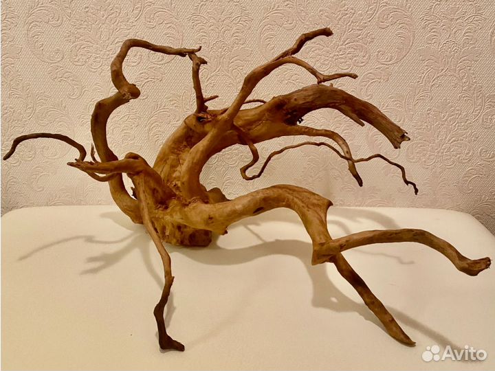 Коряга