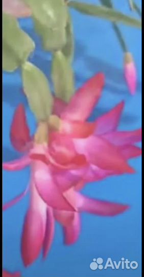 Декабрист розовый