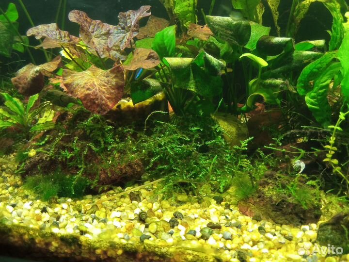 Аквариум 100 литров,со всем содержимым