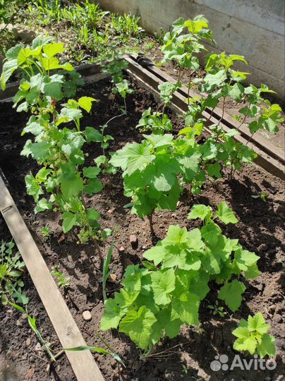 Саженцы смородины черной и красной