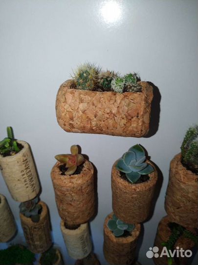 Кактусы и суккуленты, магниты