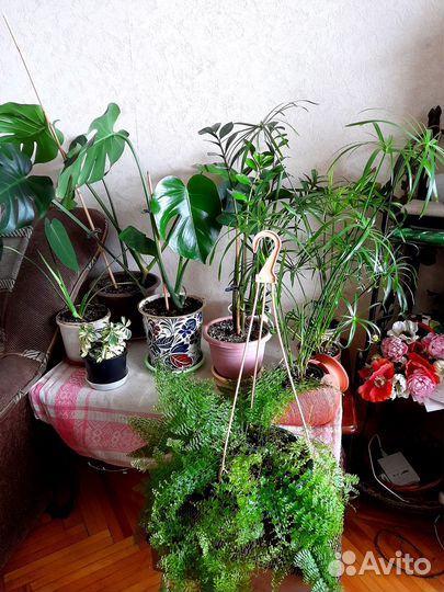 Растения для офиса, кафе, большого дома