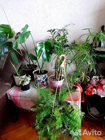 Растения для офиса, кафе, большого дома