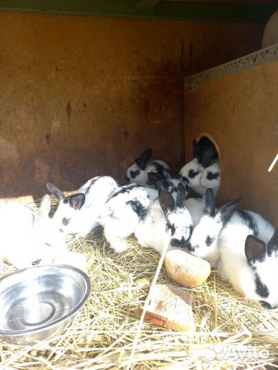 Кролики мясных пород