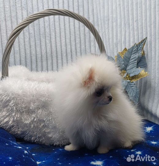 Шпиц мини мальчик беби фейс