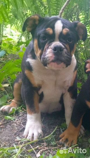 Английские плюшки