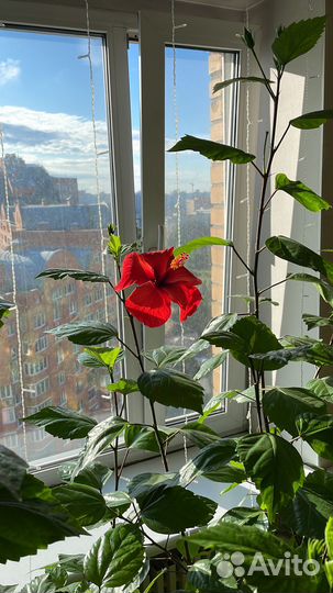 Гибискус китайская роза