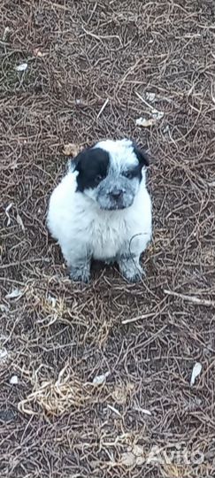 Отдам в добрые руки щенка 2 мес. Девочка