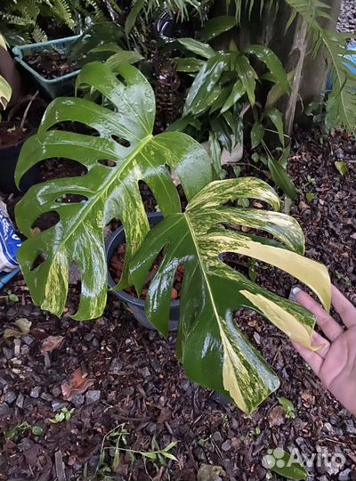 Монстера aurea