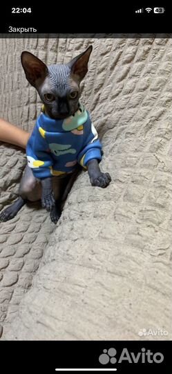 Кнадский сфинкс