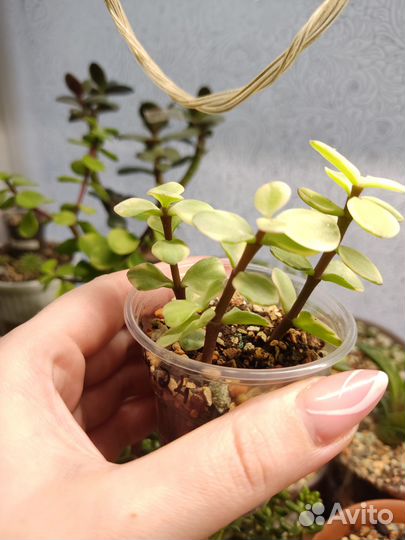 Портулакария афра