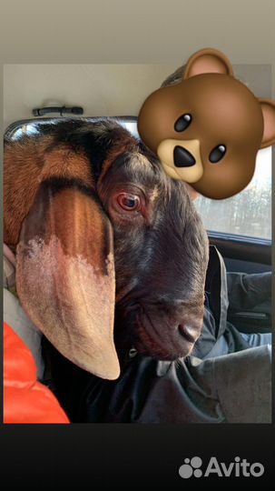 Нубийские козы