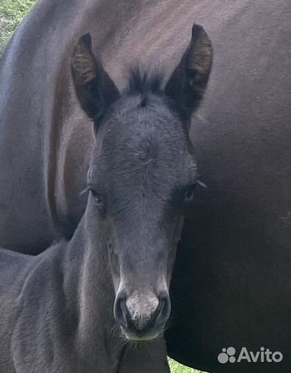 Лошадь жеренок