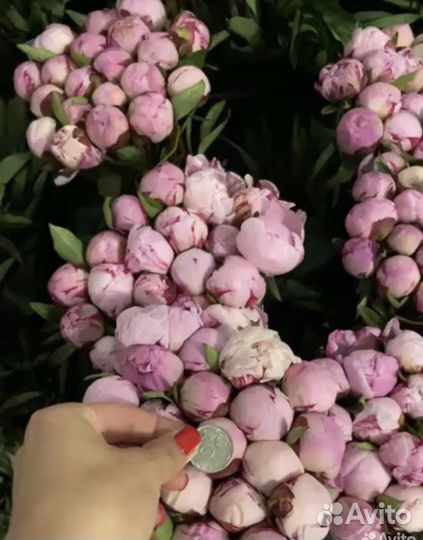 Пионы оптом