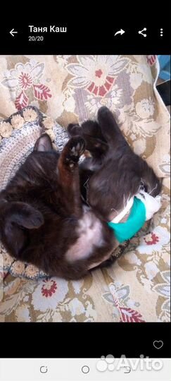 Отдам кота в добрые руки