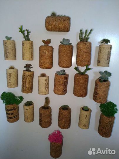 Кактусы и суккуленты, магниты