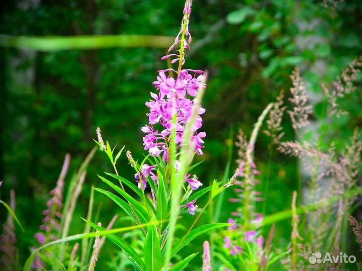 Иван-чай 1 килограмм кипрей русский, нет кофеина