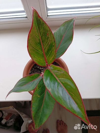 Красная аглонема, много цветов в профиле