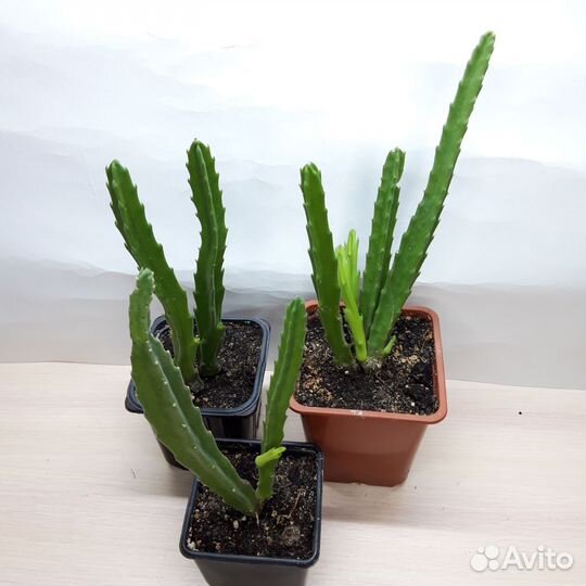 Стапелия