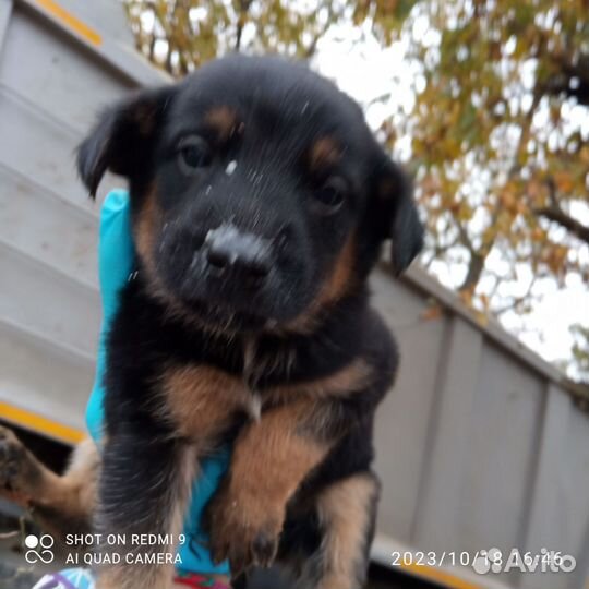 Собака в добрые руки отдам бесплатно