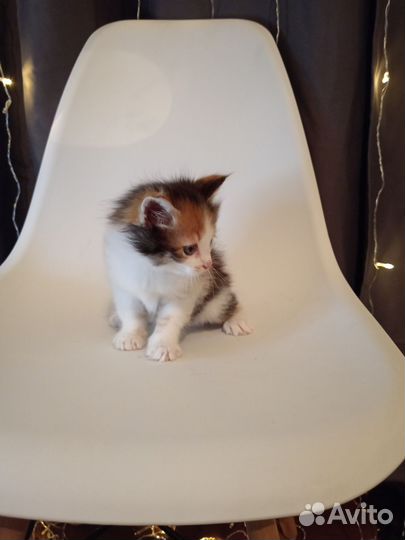 Подарю котят