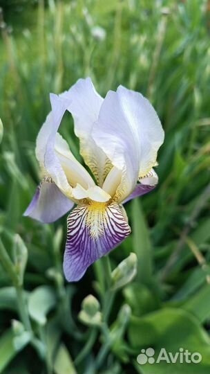 Ирисы бородатые