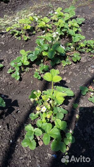 Клубника крупная саженцы, средняя круглый год и др