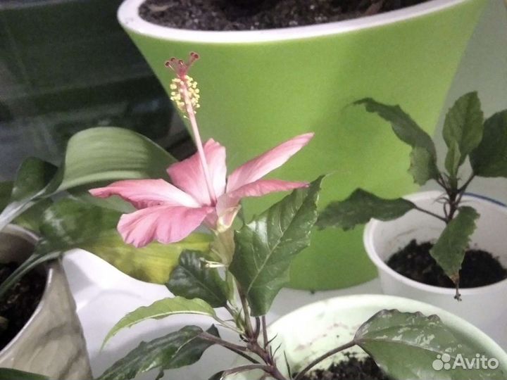 Гибискус китайская роза